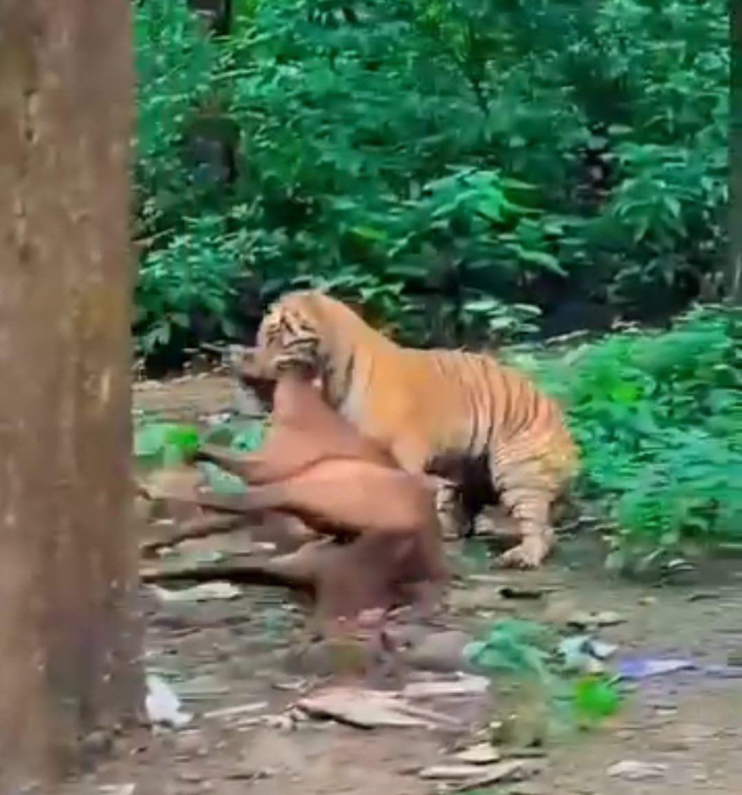 आबादी के पास दिनदहाड़े घोड़े को खींच ले गया विशालकाय बाघ, झूला पुल चौराहे के पास दहशत